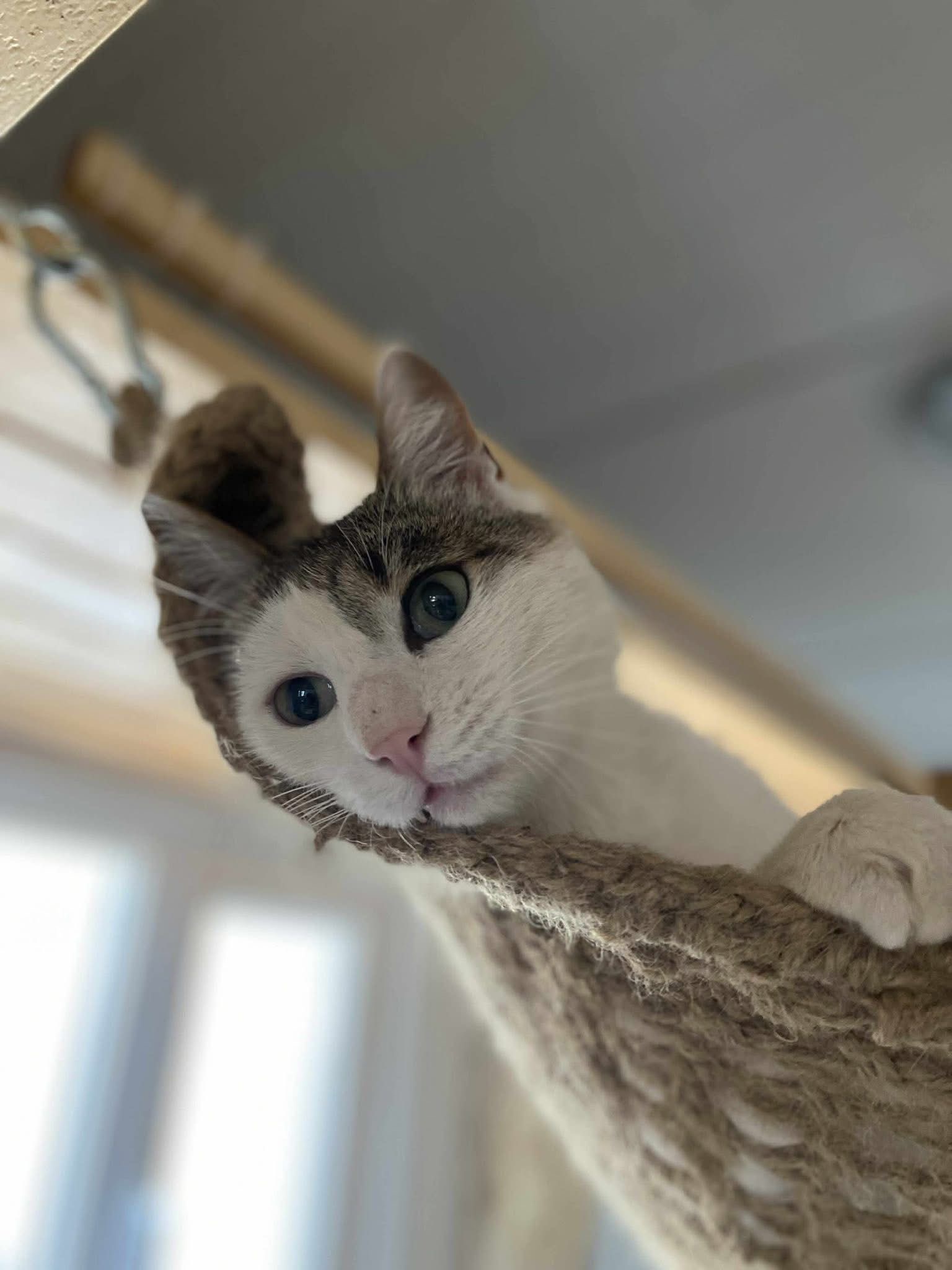 Carlo 🐾😺