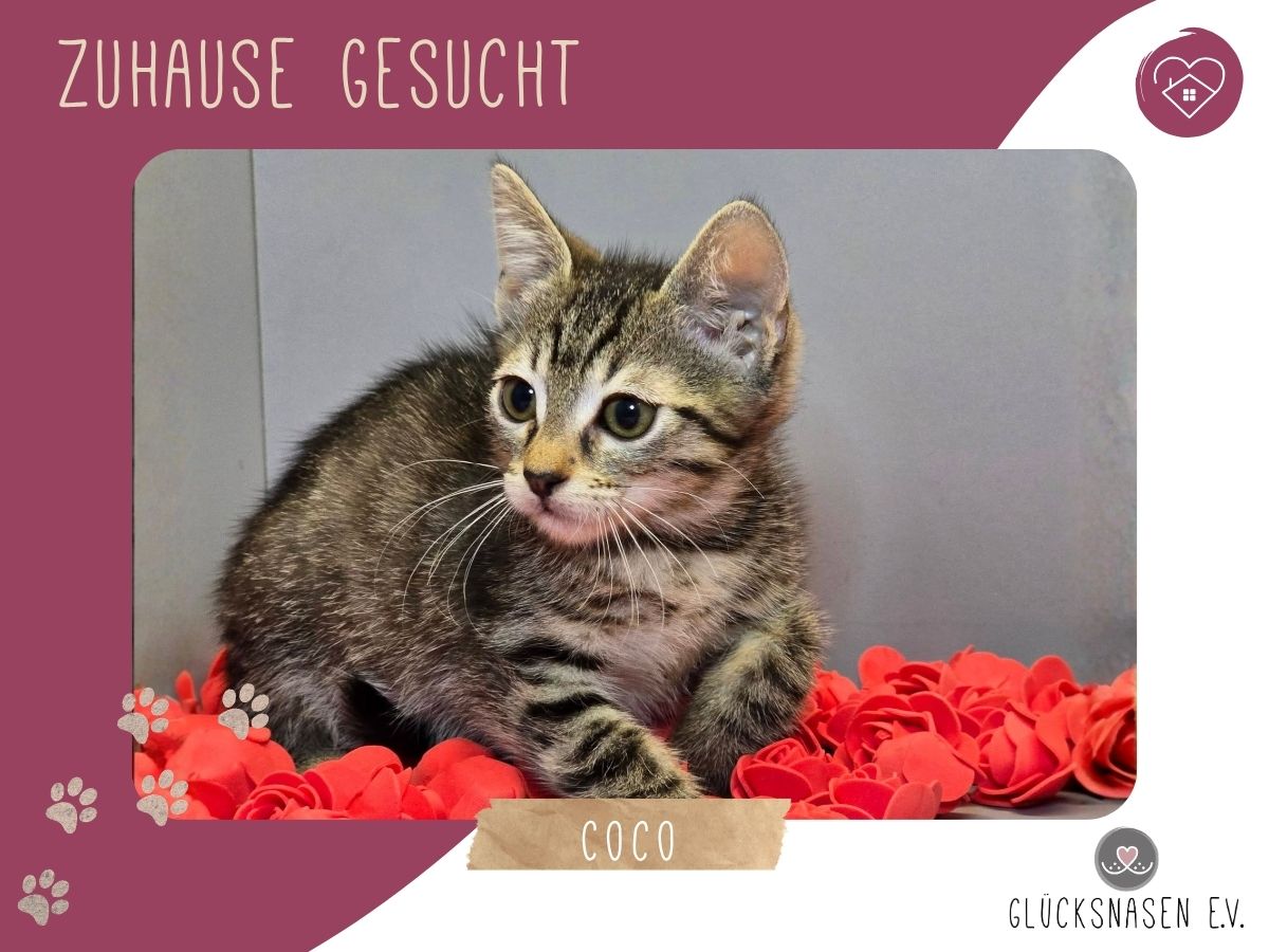 Coco packt gern ihren Koffer