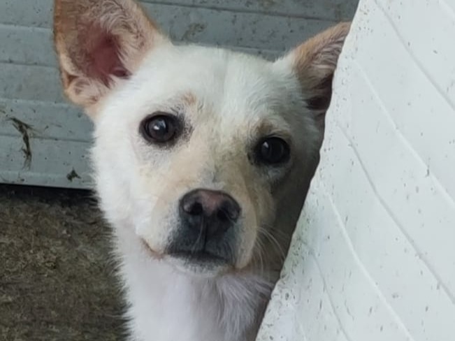 Nala