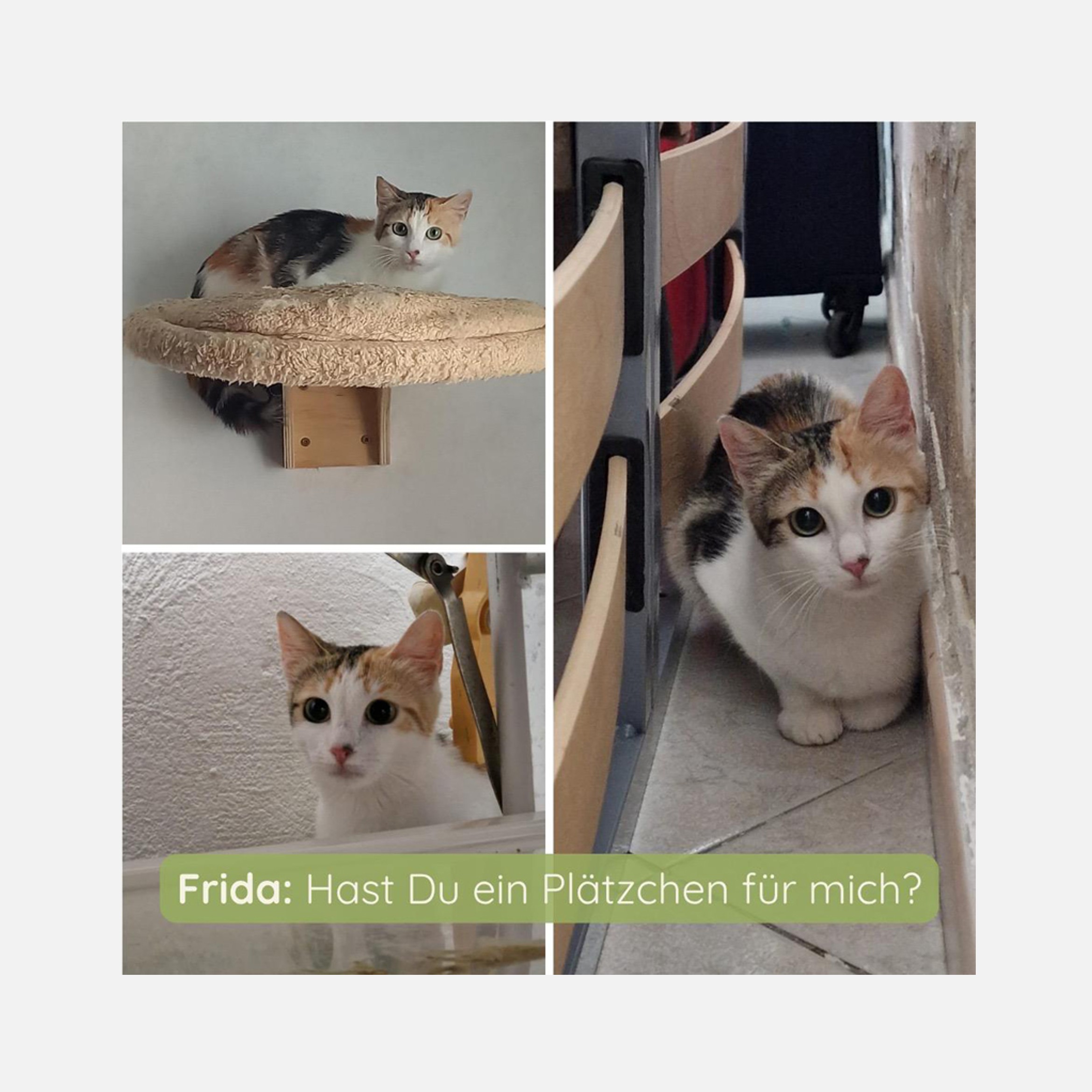 Frida