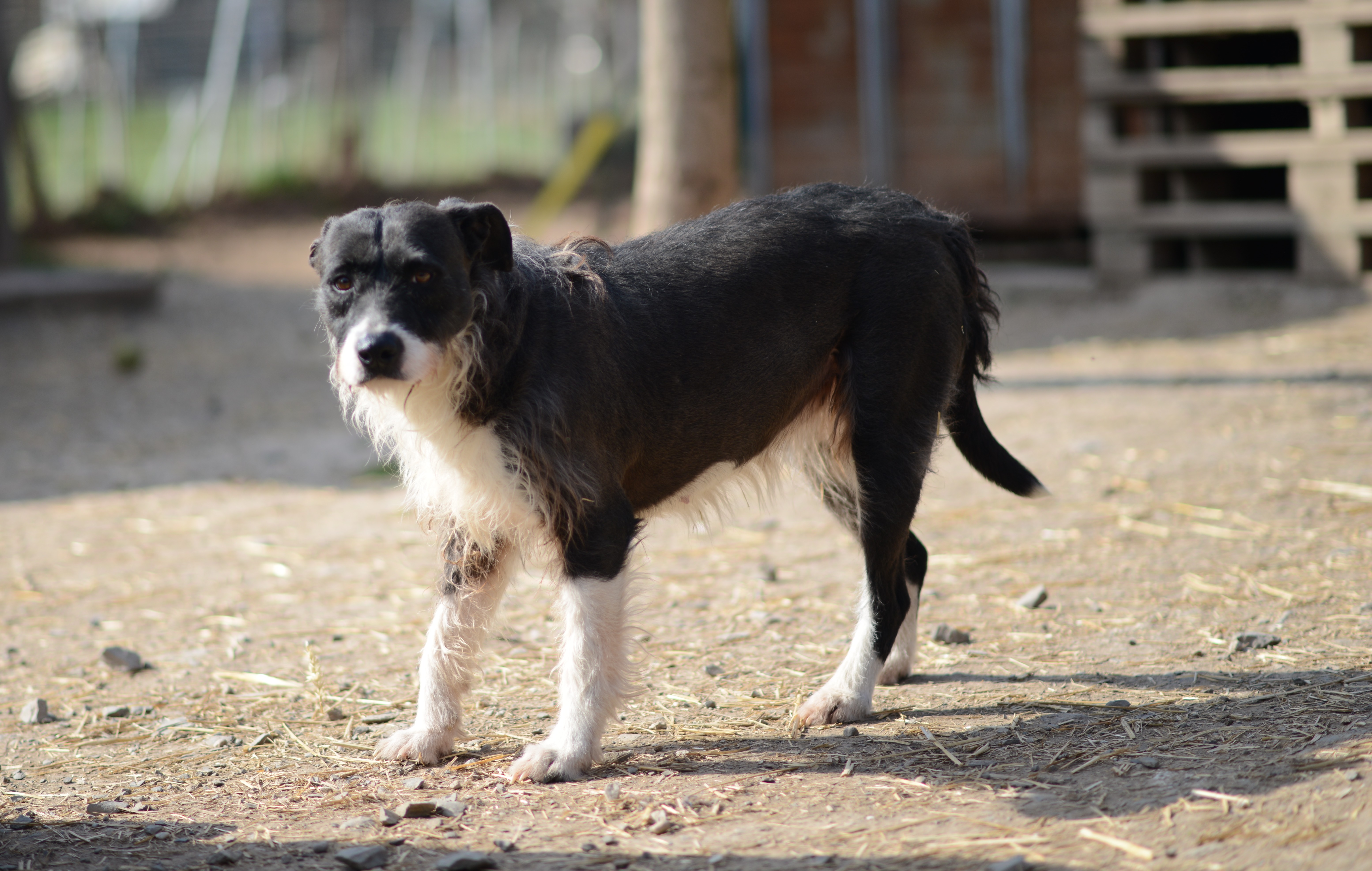 Zira