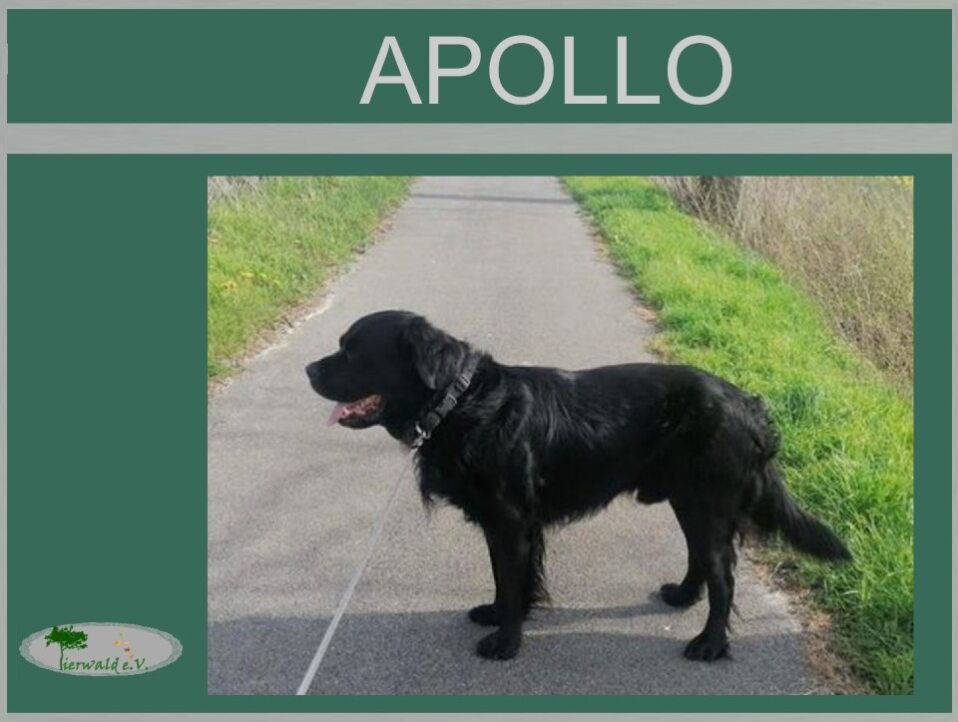 Apollo