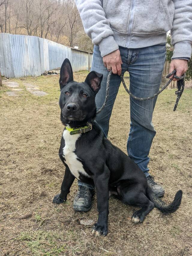 TYSON