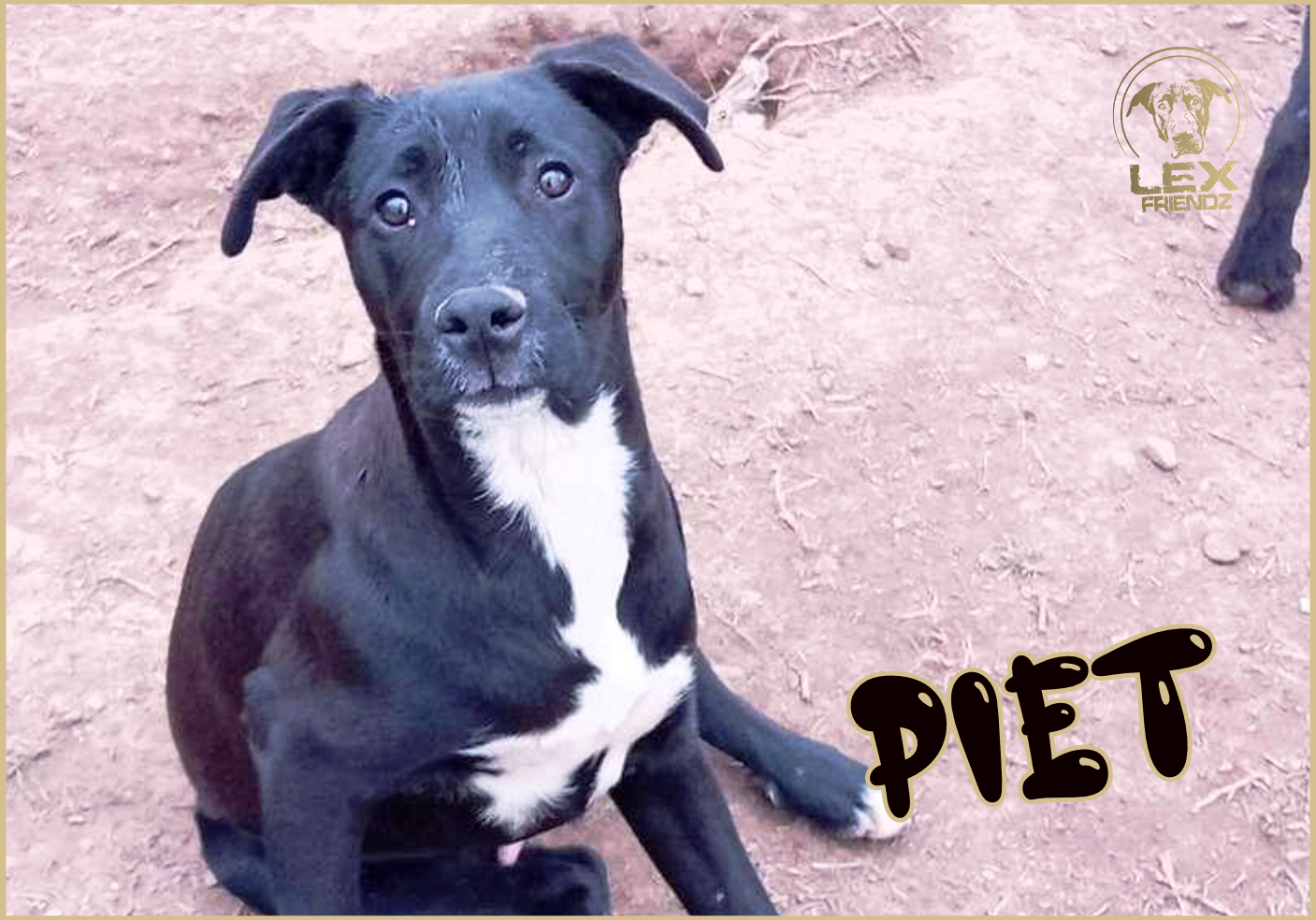 PIET