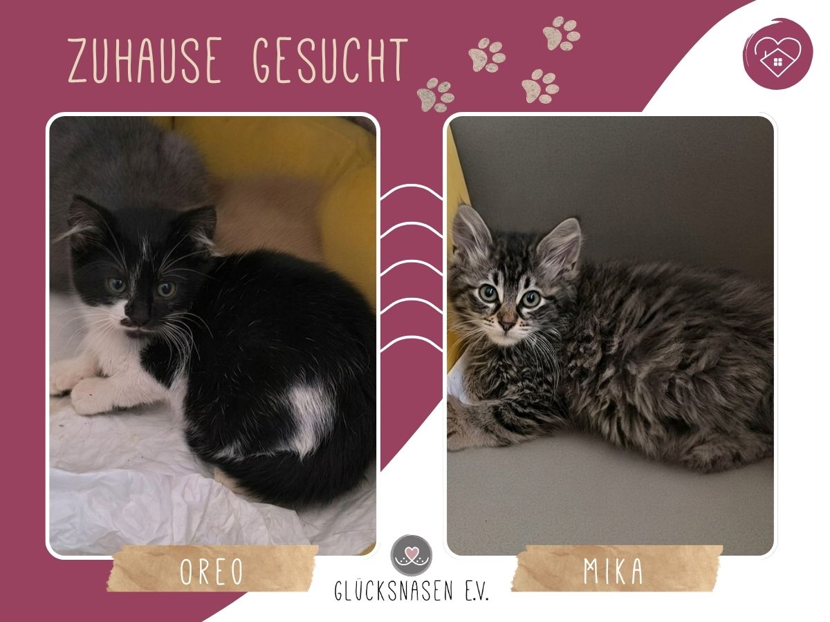 Oreo und Mika möchten reisen