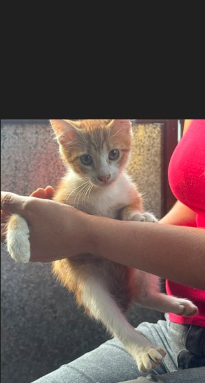 😺Sanfter Babykater Pino😺