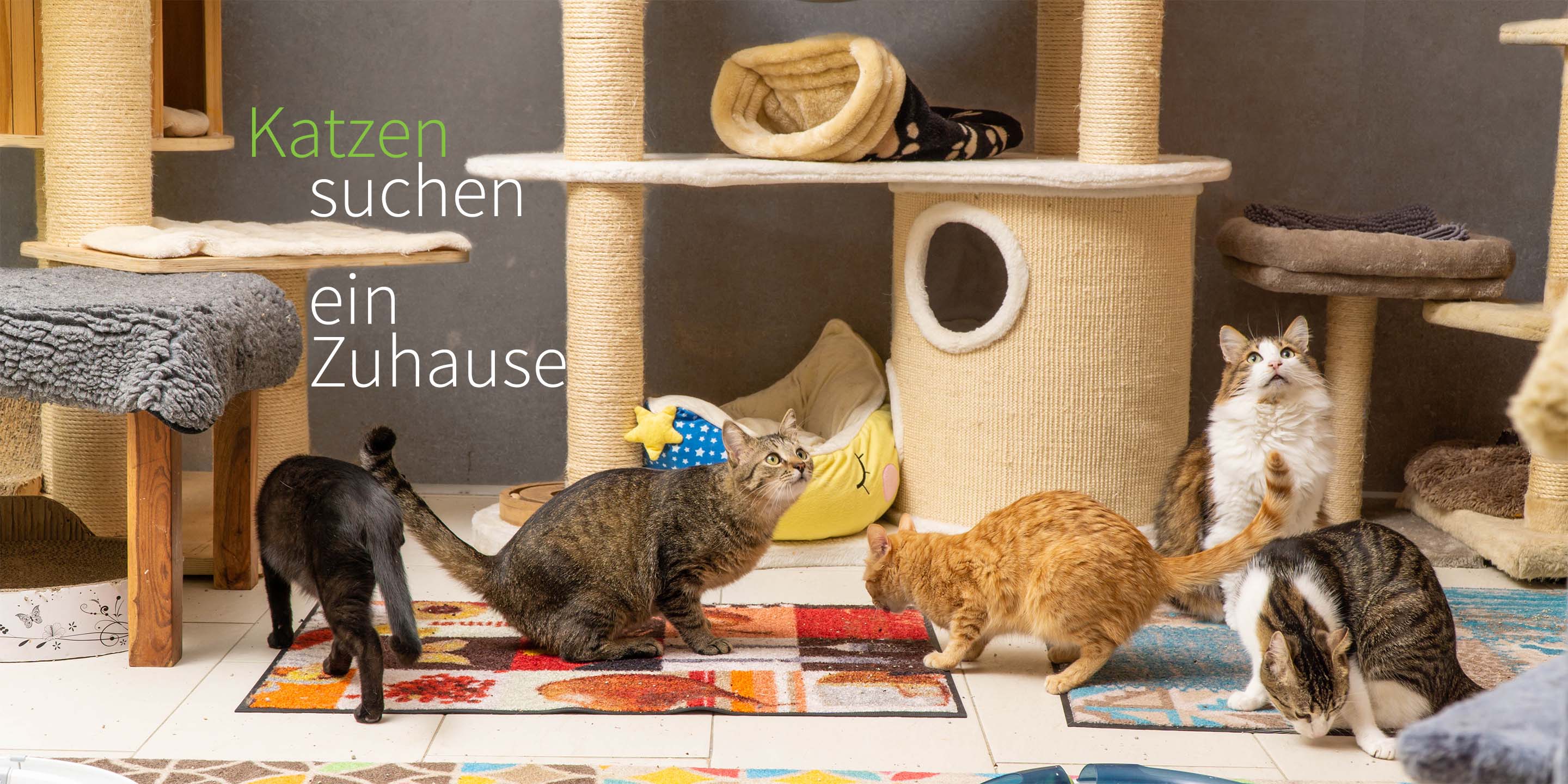 Tierschutz-Team-Koeln e. V.