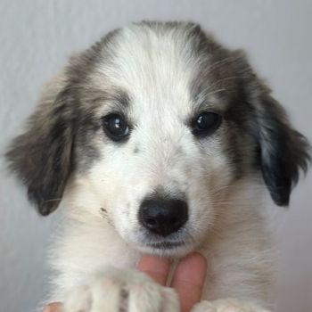 Paloma