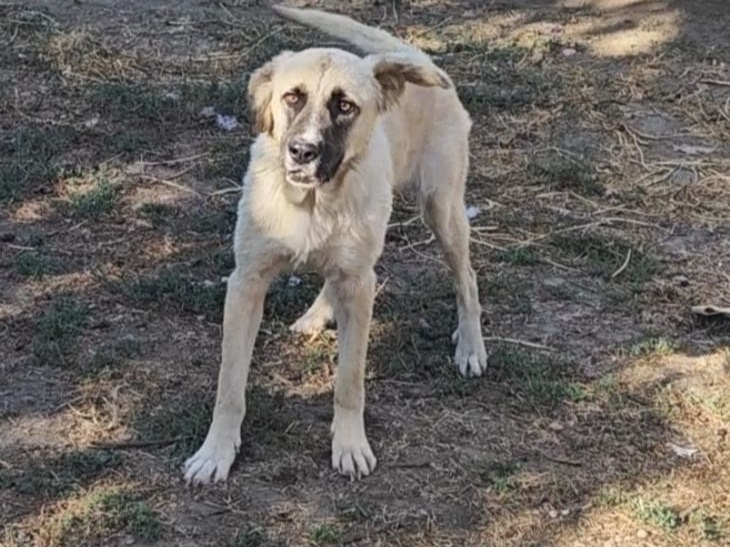Nala 2