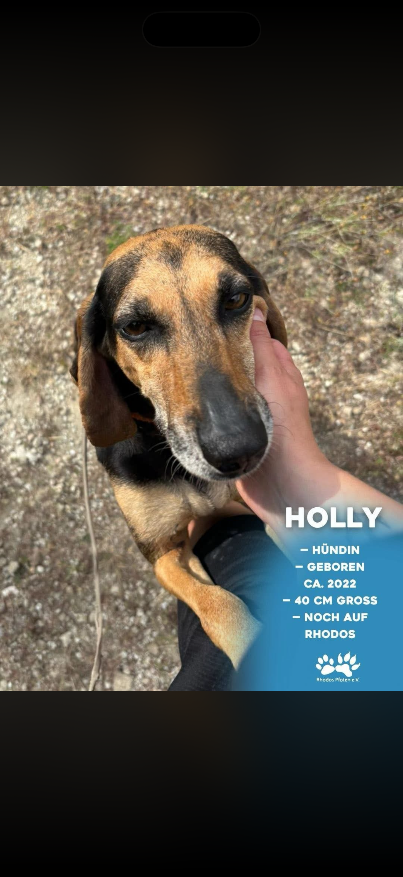 Holly