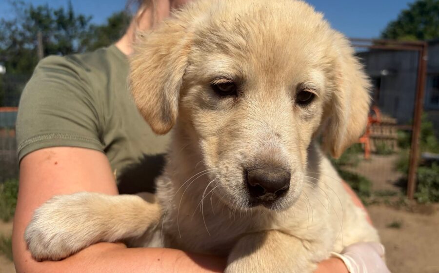 Lilly