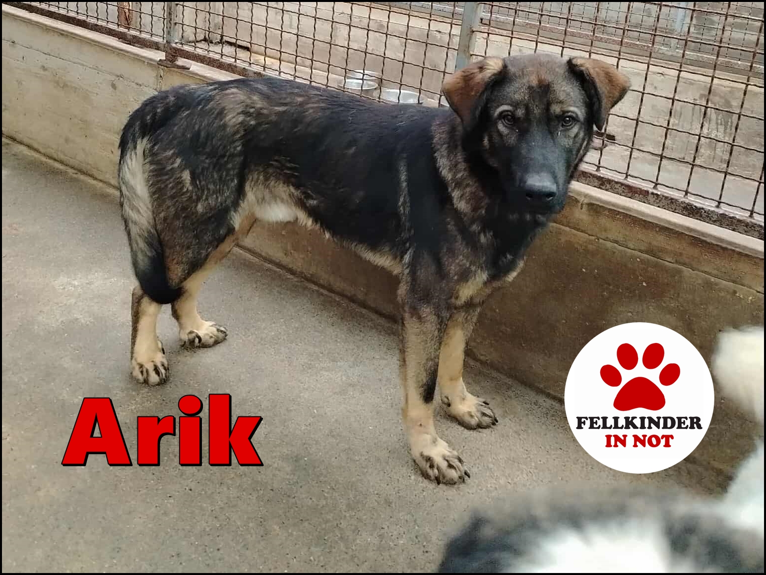 Arik