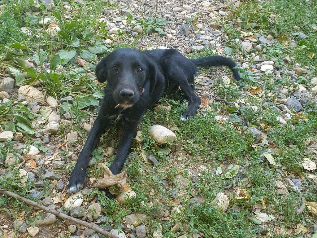 Teena