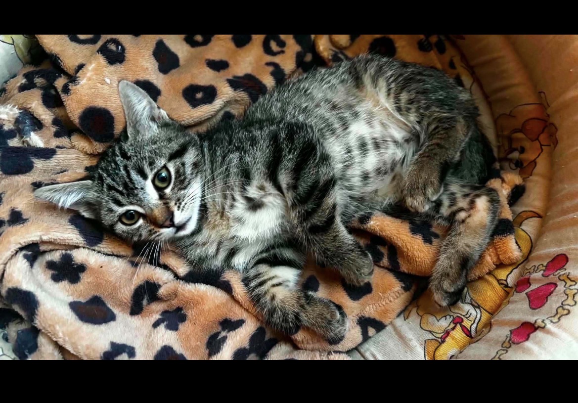 Mimi
