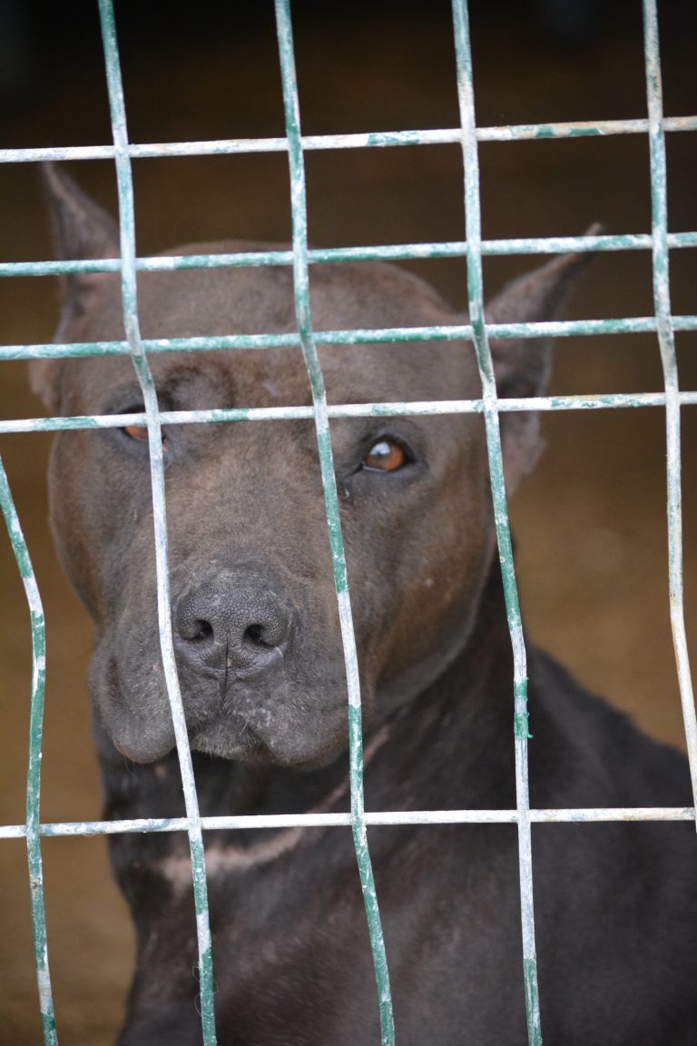 Amber Cane Corso Mix