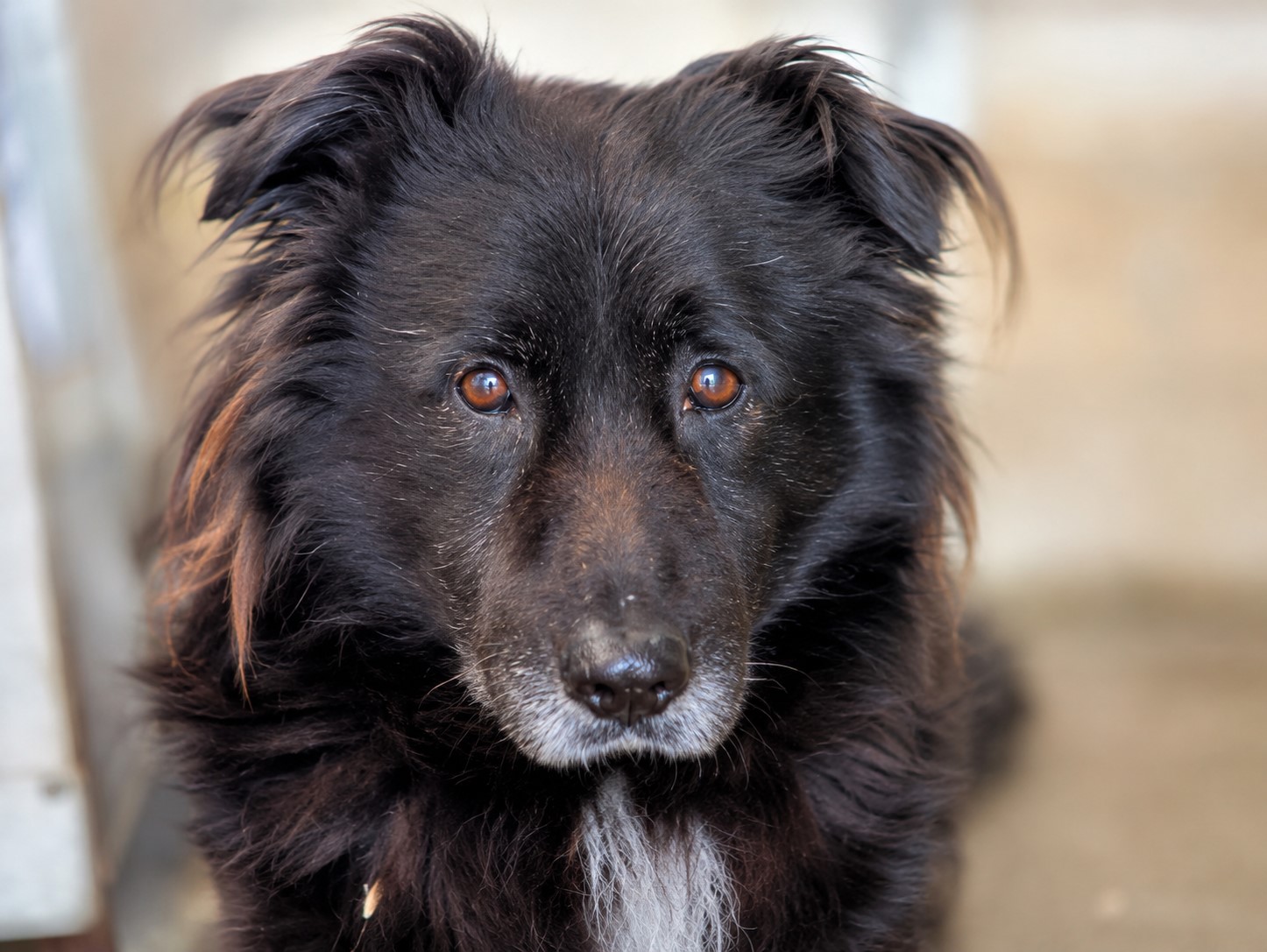Sanft, treu - Senior Bodhi