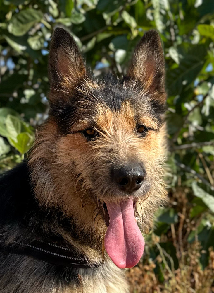 Luca