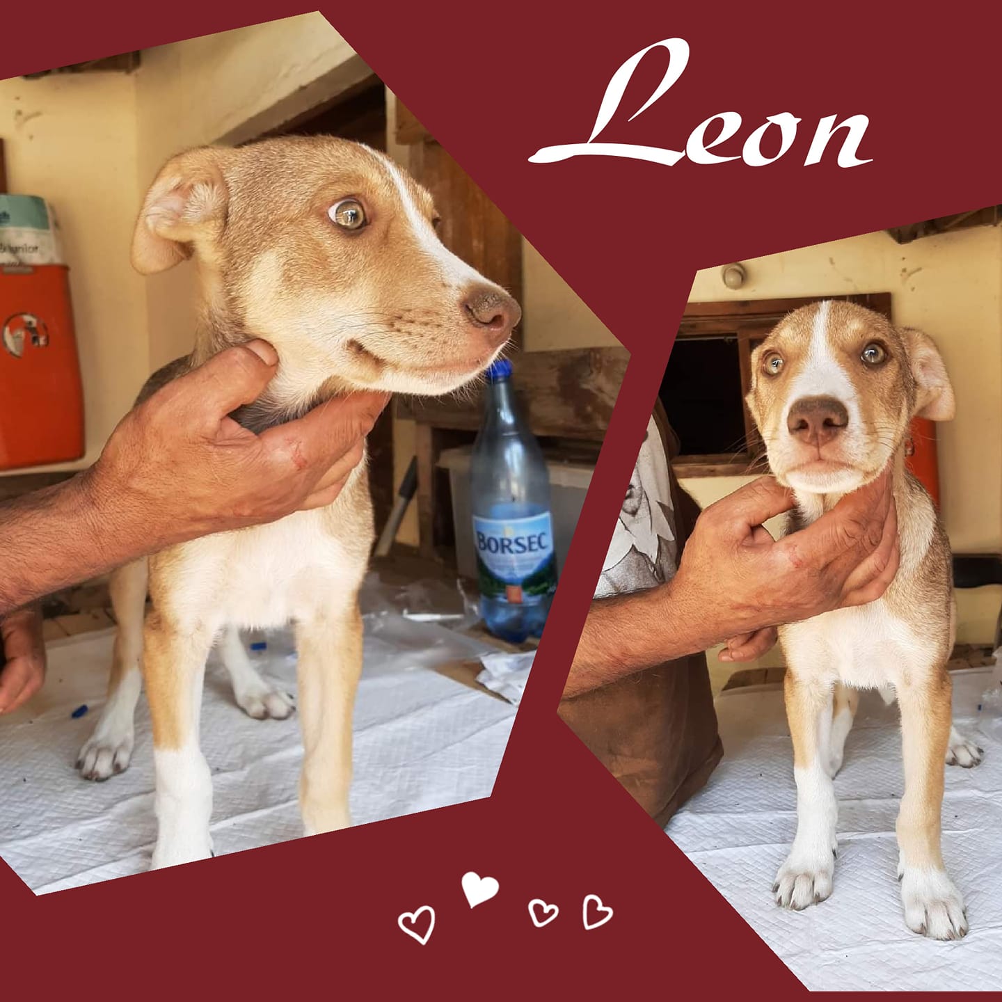 Leon