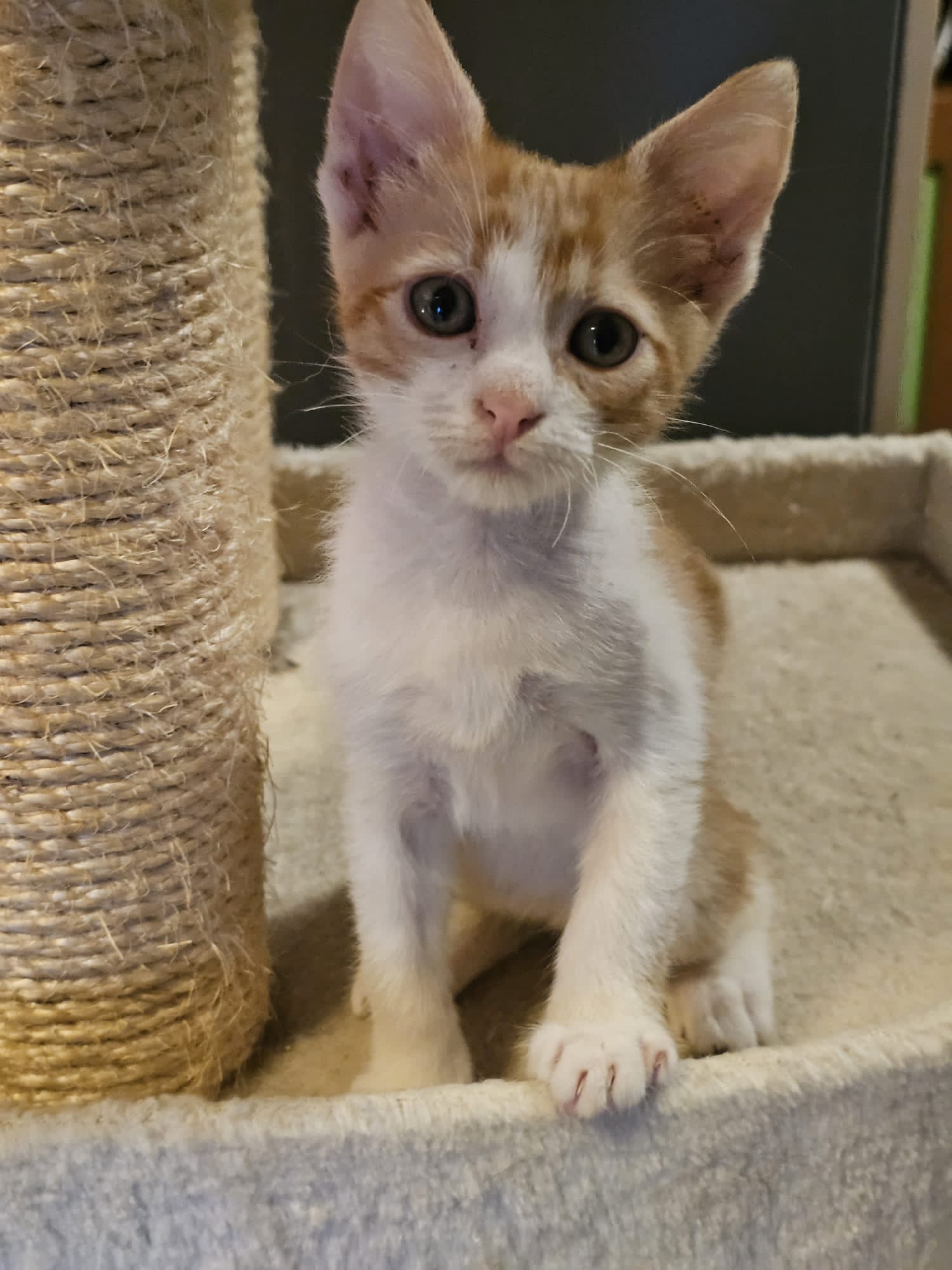 Oliver