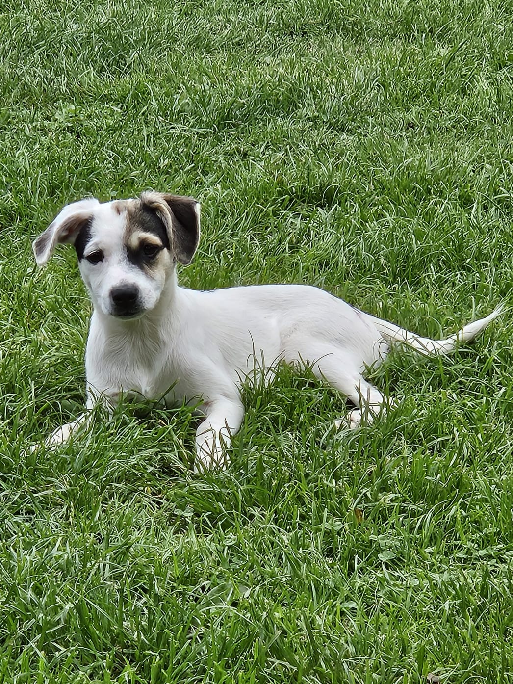Pippa