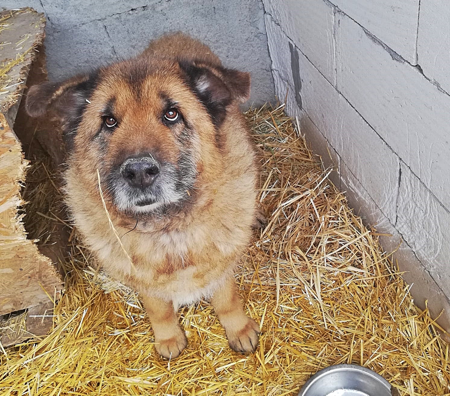 Alf, sucht einen Gnadenplatz