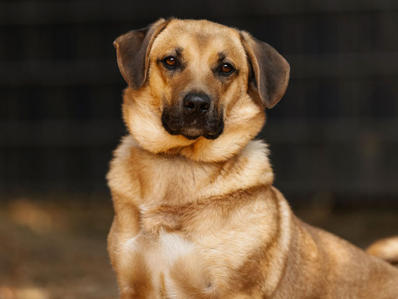 PACO