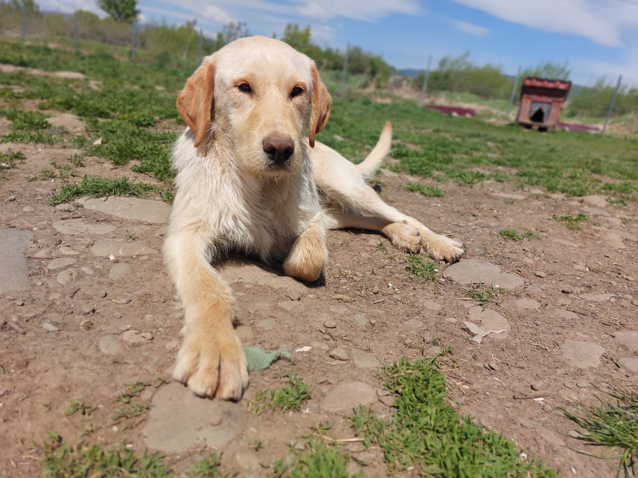 Finley 🐾🐕