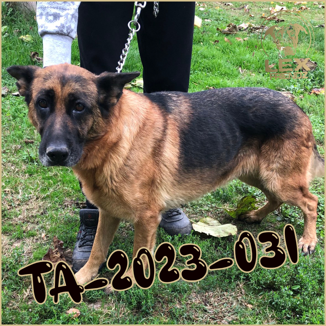 TA-2023-031