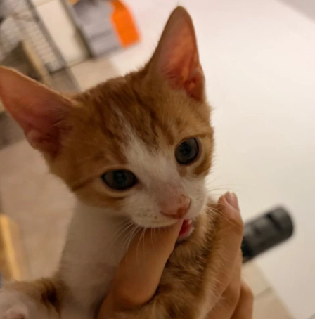 Katzenjunge GARFIELD