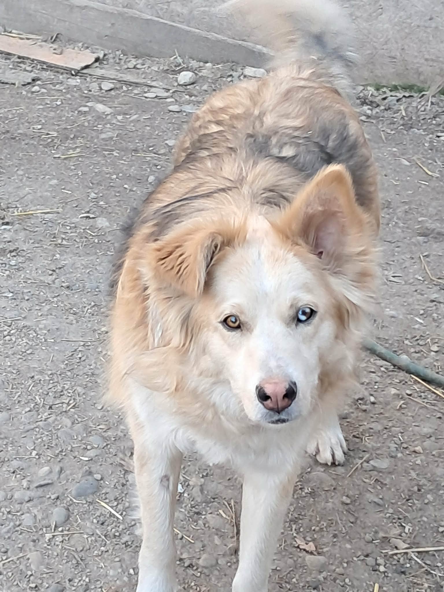 Ronja, Herz gesucht