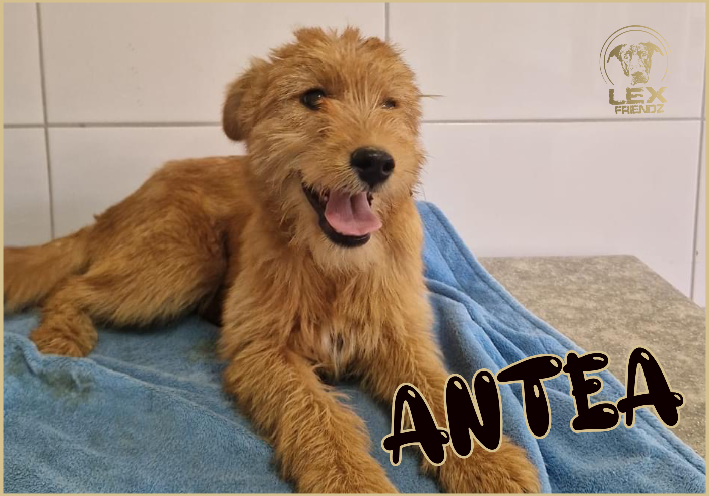 ANTEA