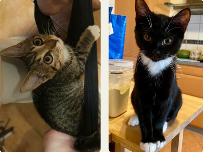 Monas Kitten 2, 4 - zuckersüß!