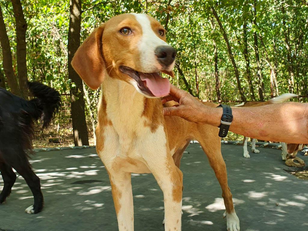 Pongo