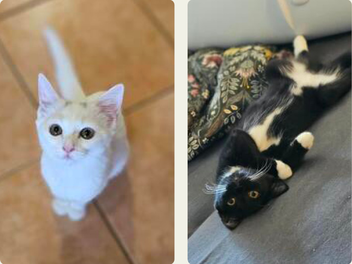 Monas Kitten 1, 3 - zuckersüß!