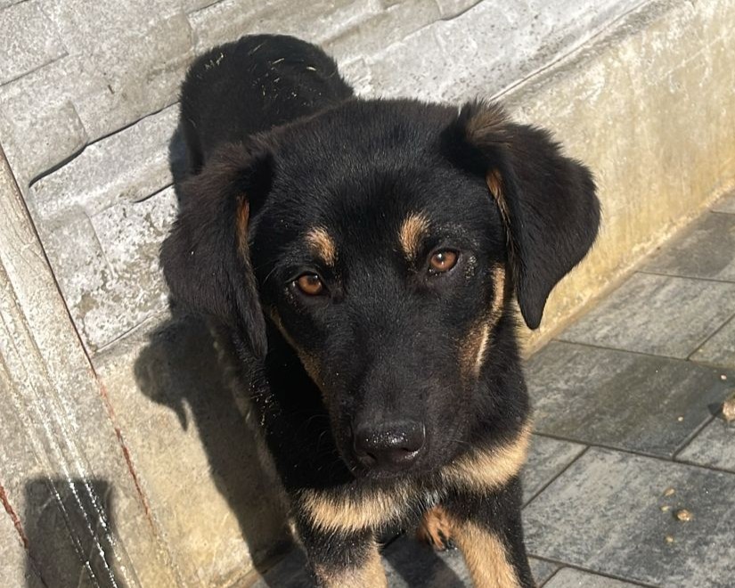Bobby💕sucht sein Glück