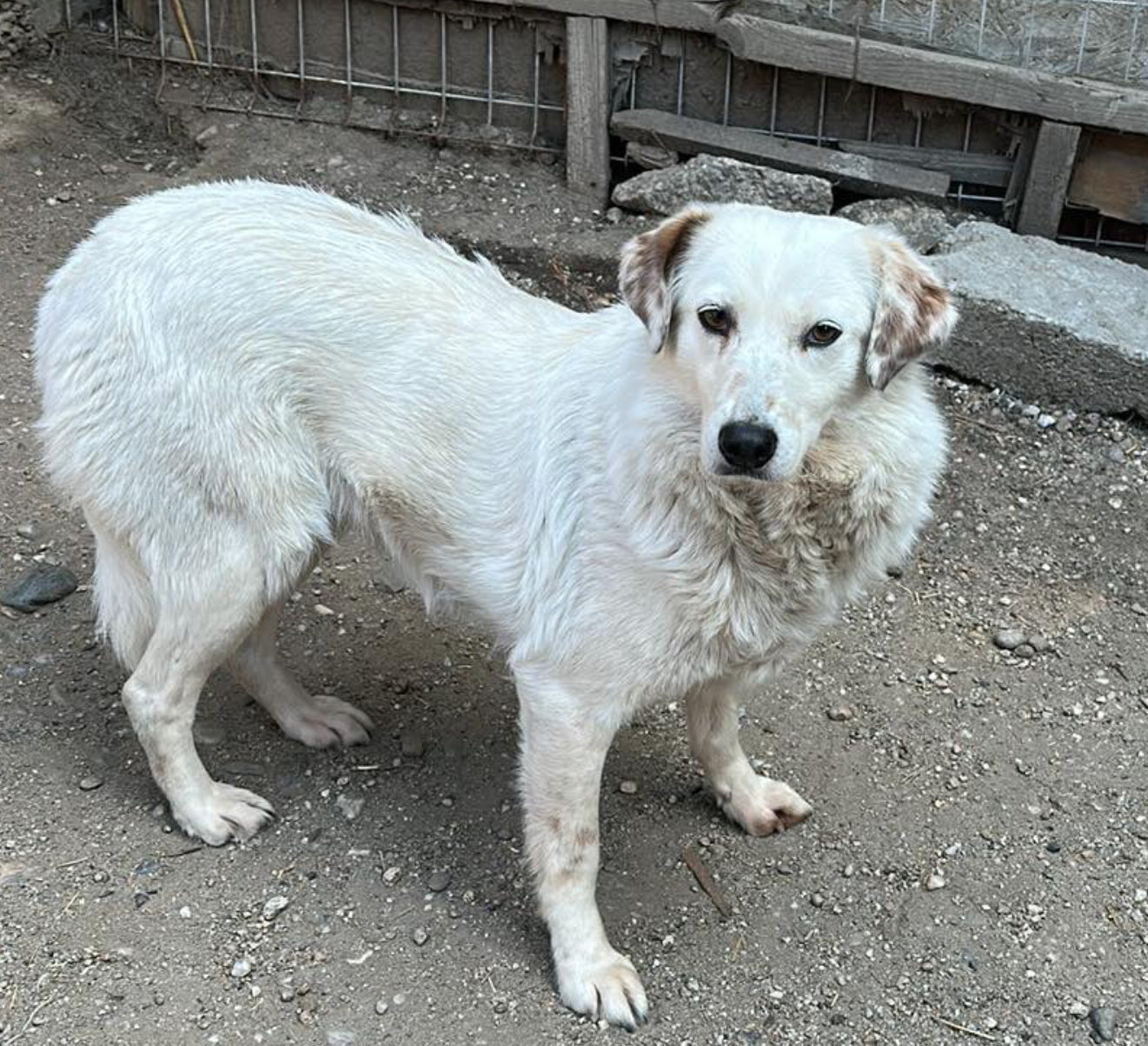 Vilu, suche Zuhause