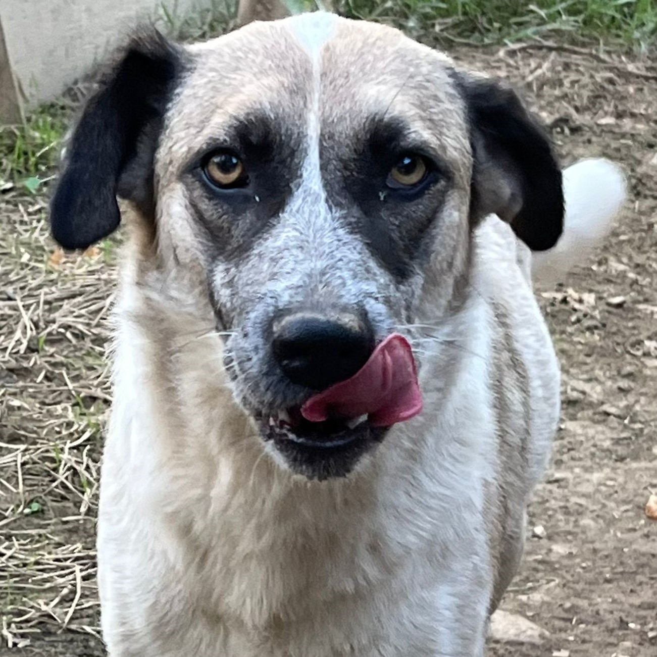 Kira