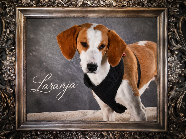 Laranja - Sonnenschein