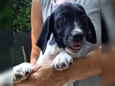 Vanosch - auch PS gesucht