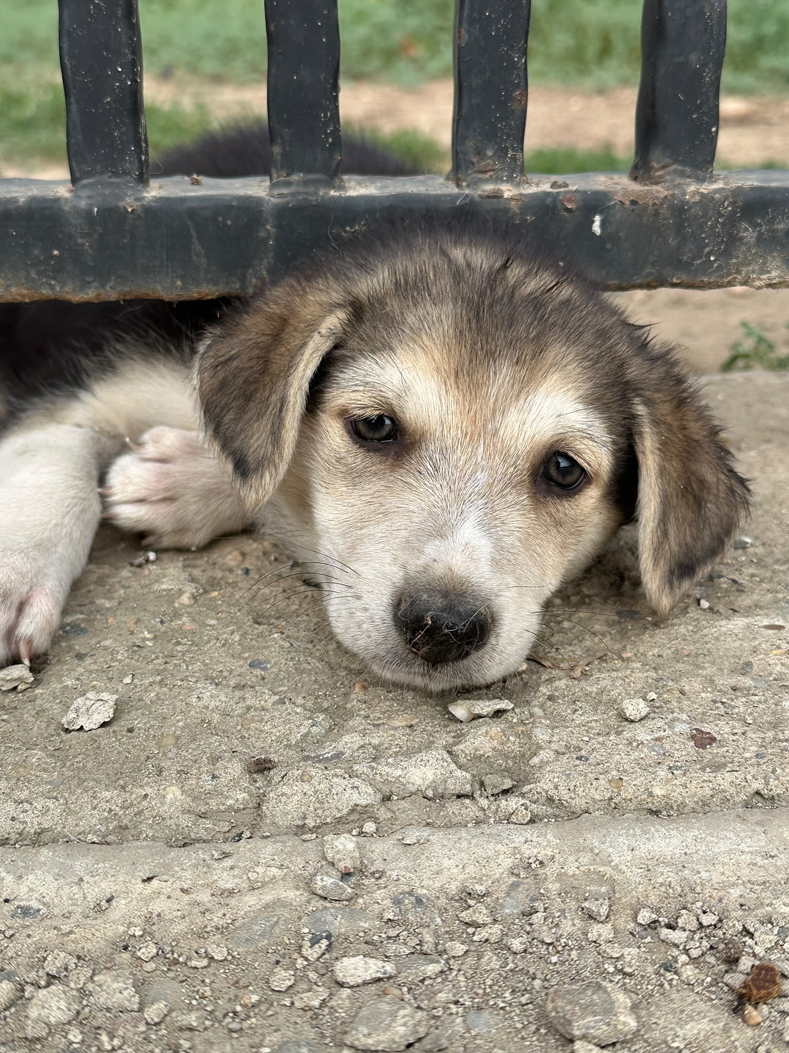 Ayah 🐾🐶
