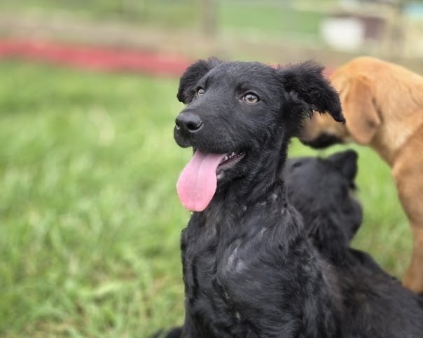 Coco