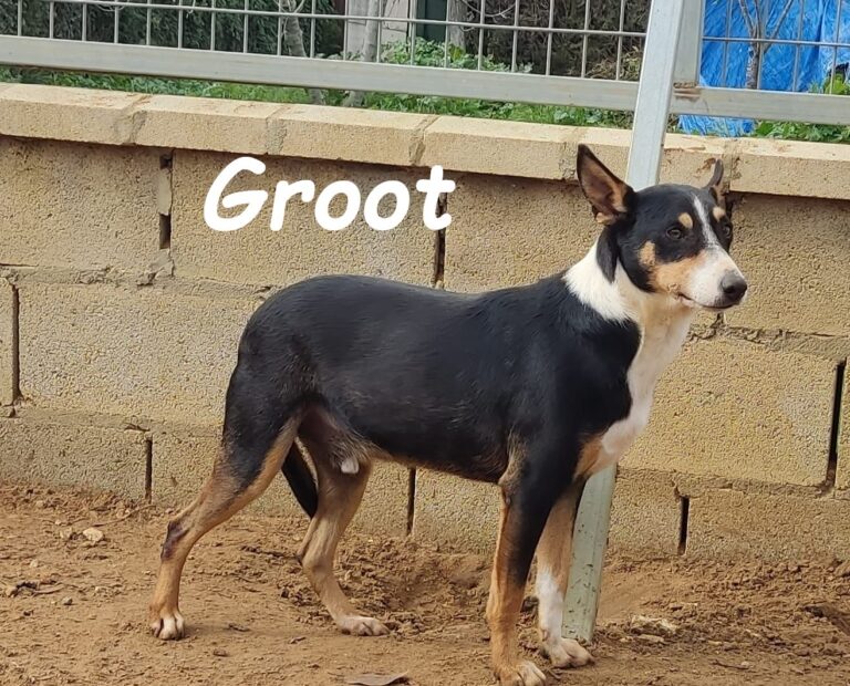 Groot