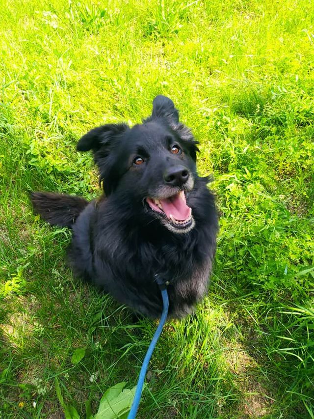 BENJI