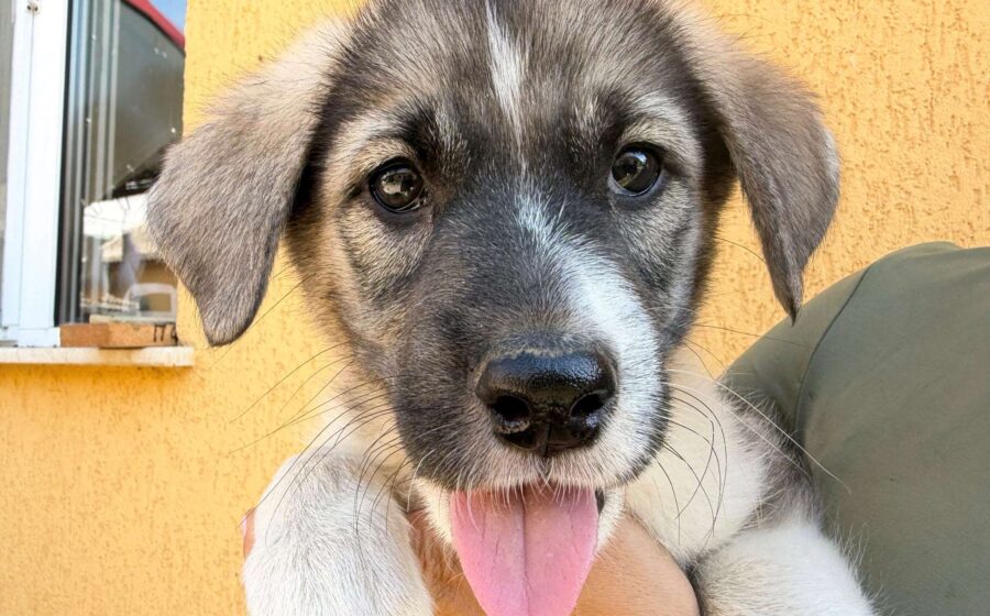 Rosie