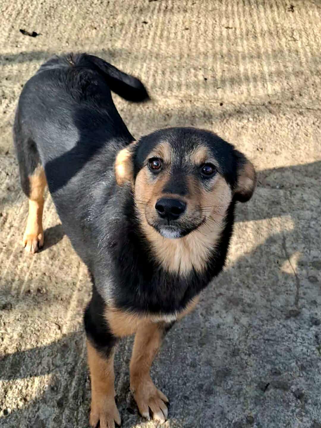 Missy🐾sanfte Hündin (<45cm)