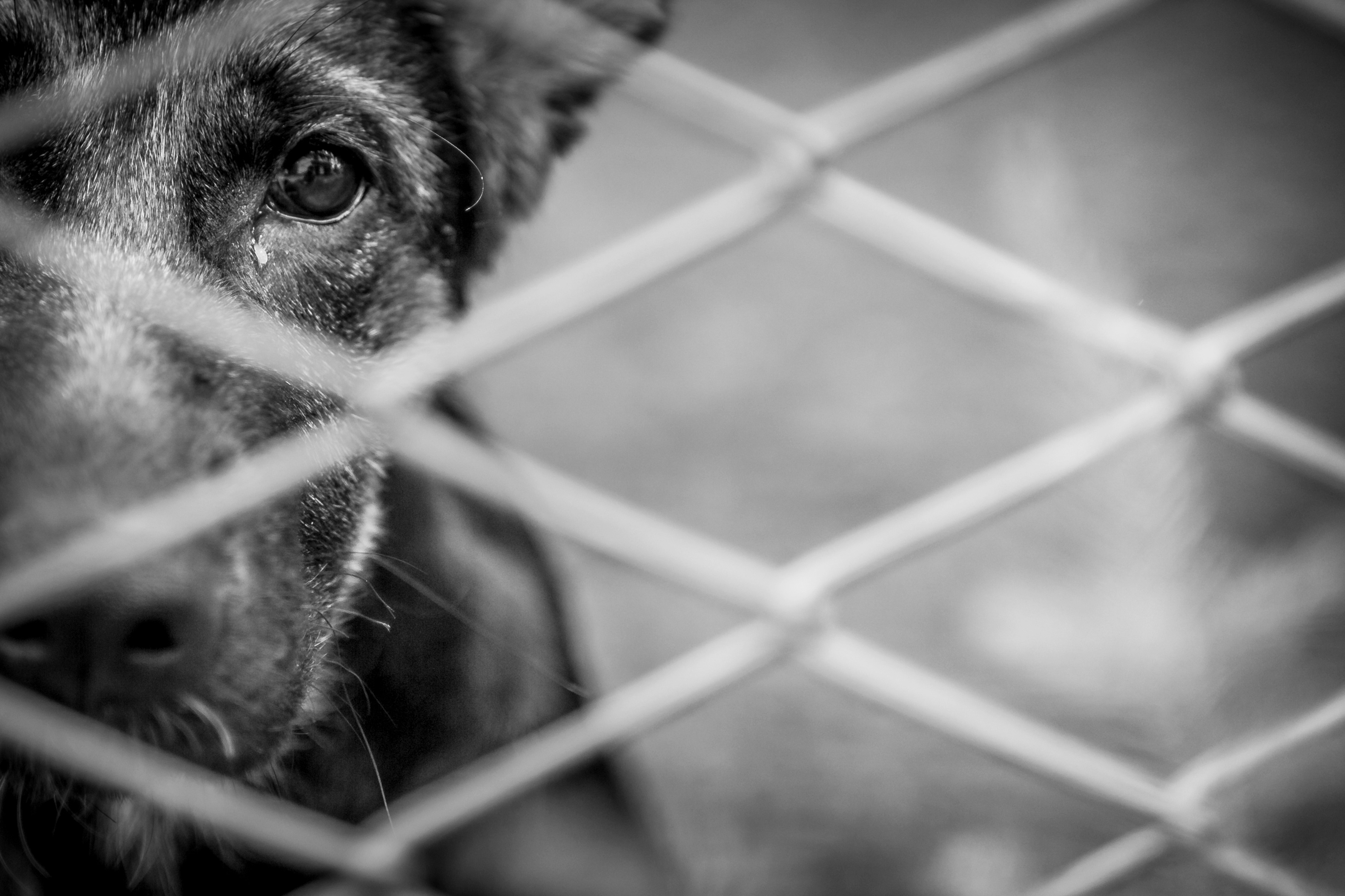 Umbra Canis - Gemeinsam stark für all(t)e Hundeseelen e.V.