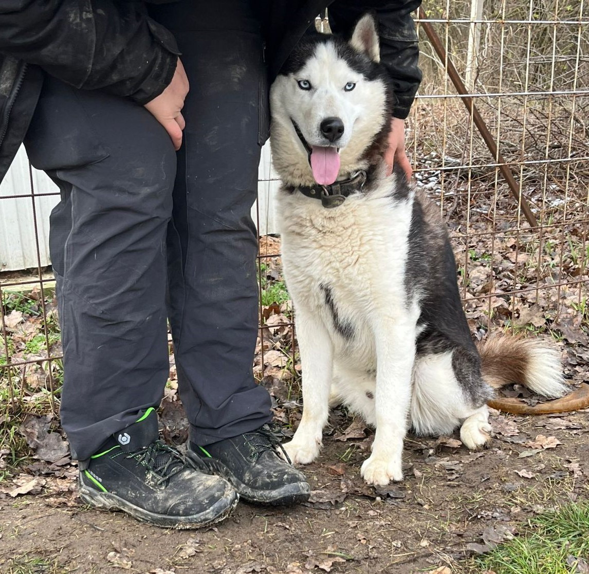 Mochikan, Huskymix