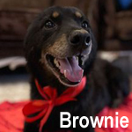 Brownie