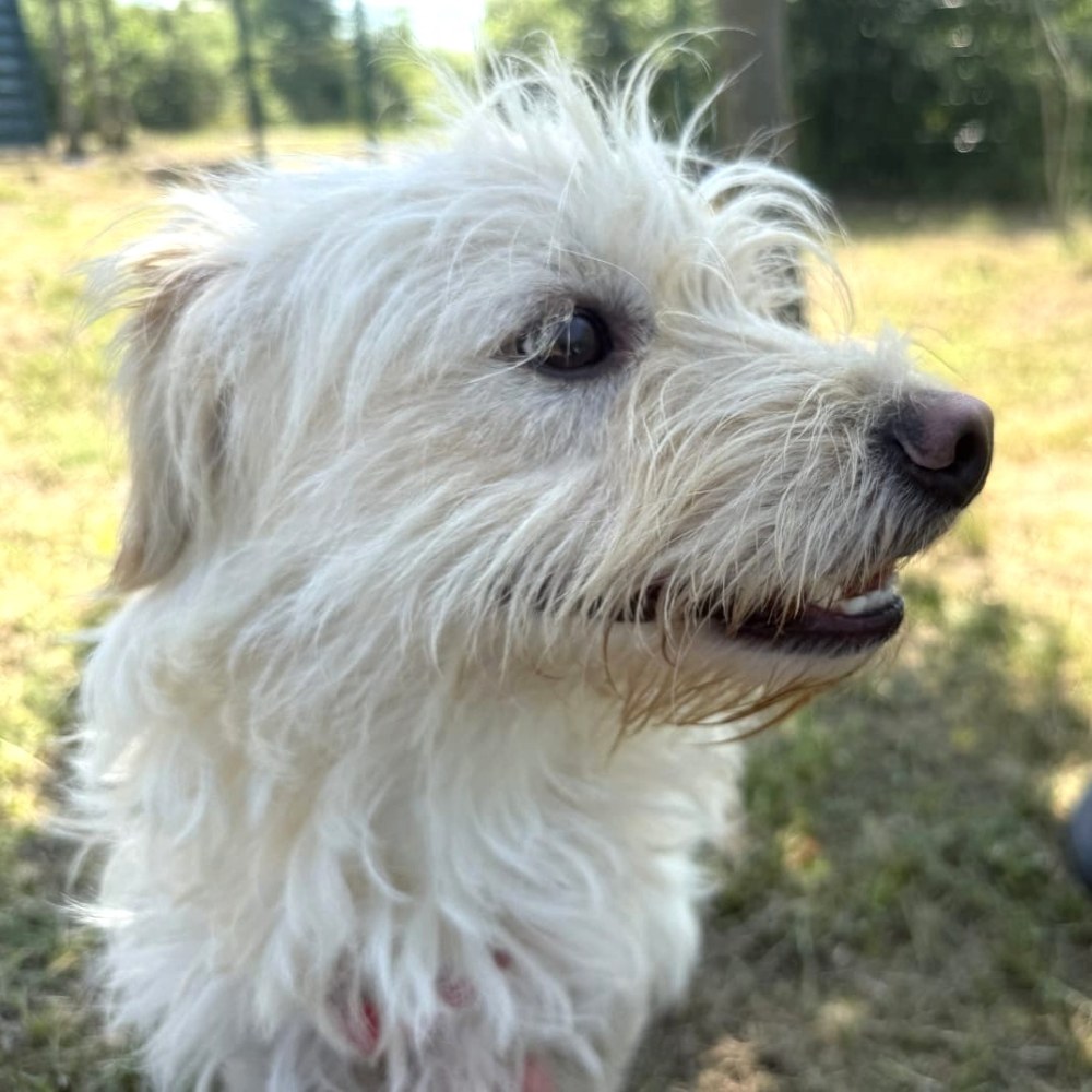 Hugo