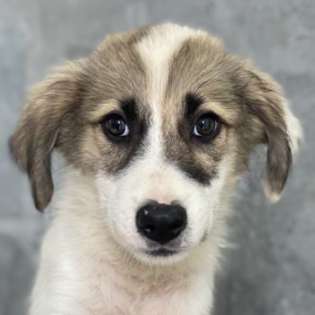 Malea